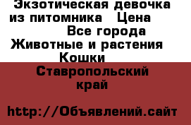 Экзотическая девочка из питомника › Цена ­ 25 000 - Все города Животные и растения » Кошки   . Ставропольский край